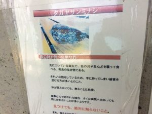 沖縄の危険な貝