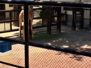 横浜の動物園キリン