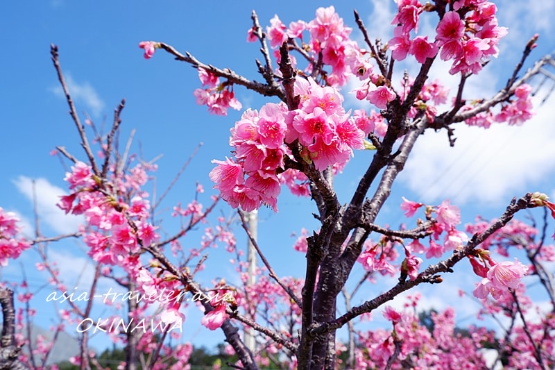 沖縄 桜