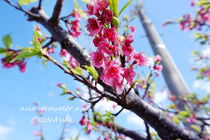 沖縄 桜