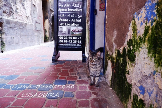 モロッコ　エッサウィラ　猫