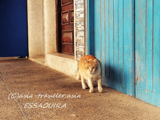 モロッコ エッサウィラ 猫